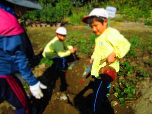 おいもほり2016 (4)