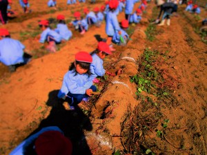 おいもほり2016 (5)