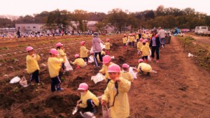 おいもほり2016 (1)