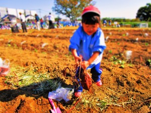 おいもほり2016 (6)