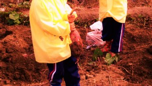 おいもほり2016 (2)