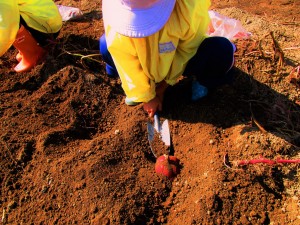 おいもほり2016 (3)