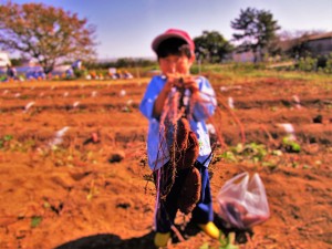 おいもほり2016 (7)